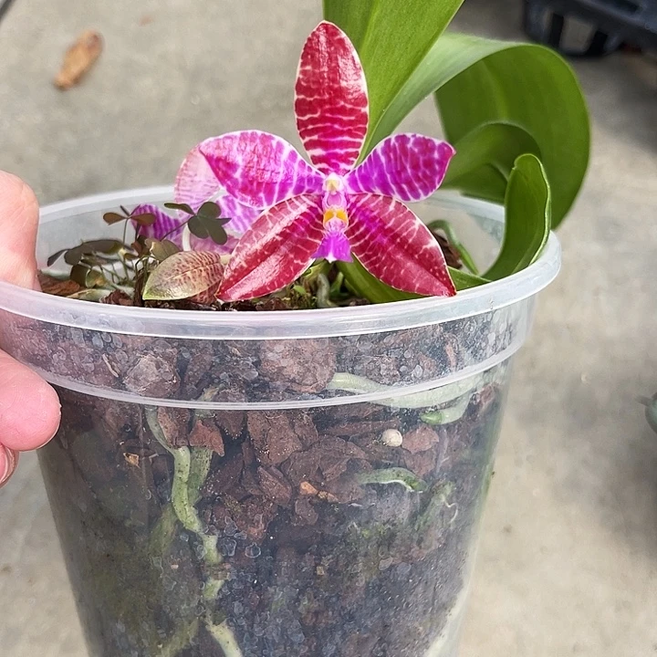 全部花苞红路德瑕疵福利