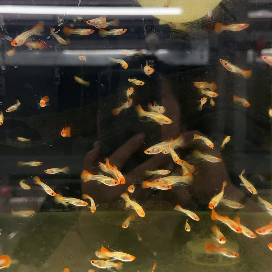 孔雀鱼红头玻璃猫C苗10条