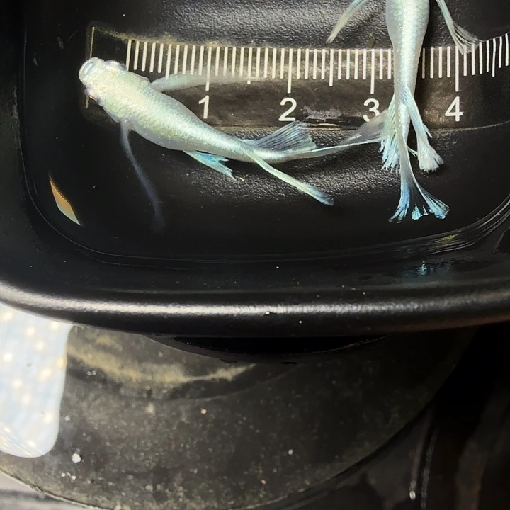青鳉鱼60号拍品长鳍天使种鱼