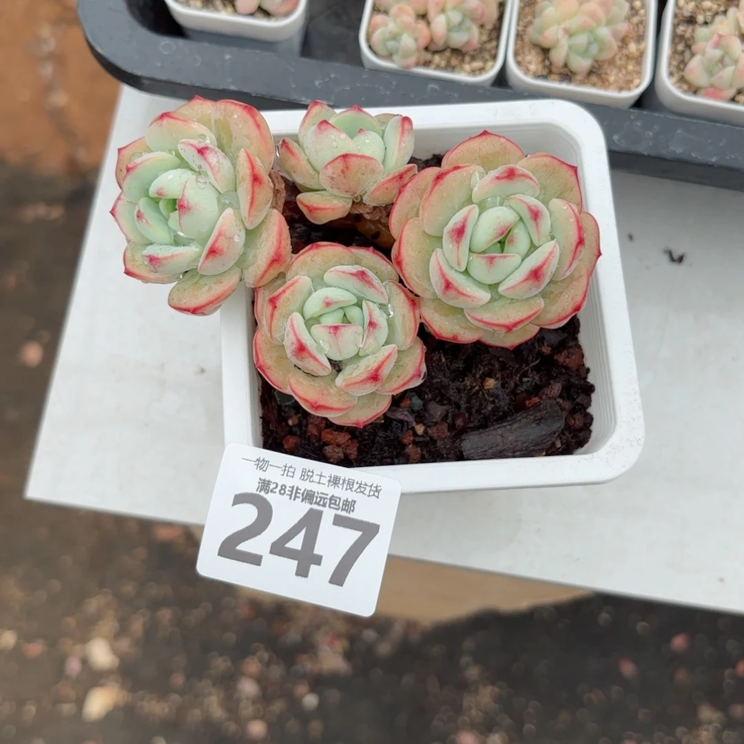 香草老桩无盆土发货