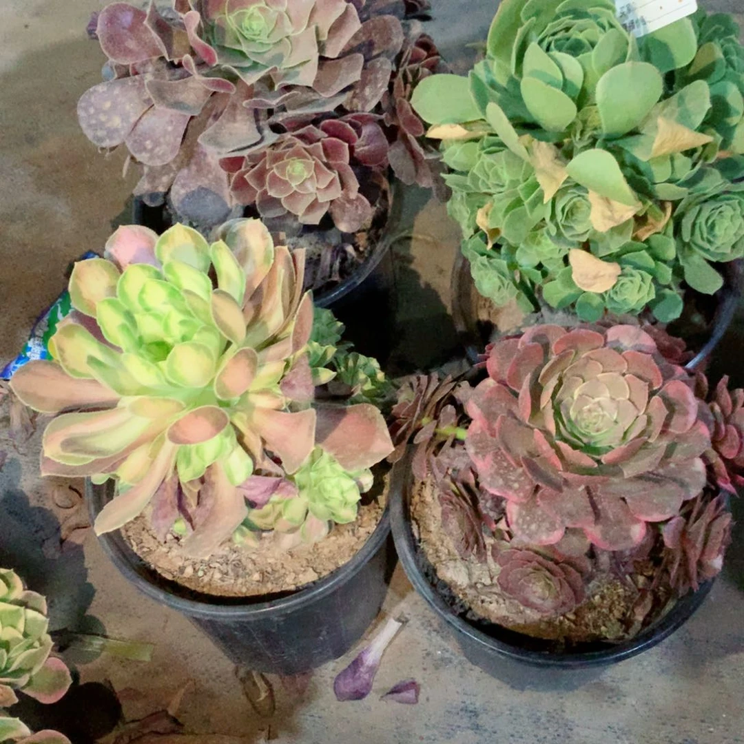 寧**姐组合小法师4颗932