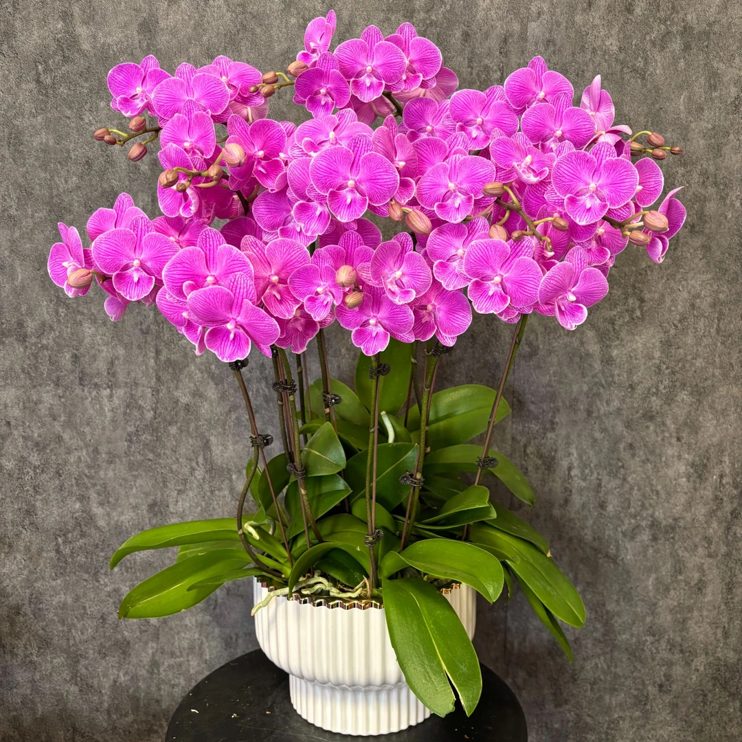 【紫气东来-蝴蝶兰】鲜花绿植 中式 禅意 盆栽 送礼装饰 年宵花