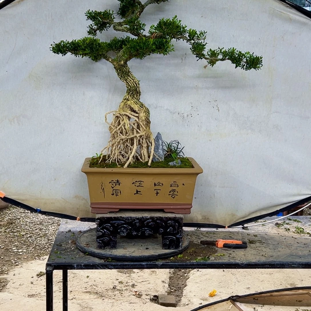 无花朵高端黄杨盆景