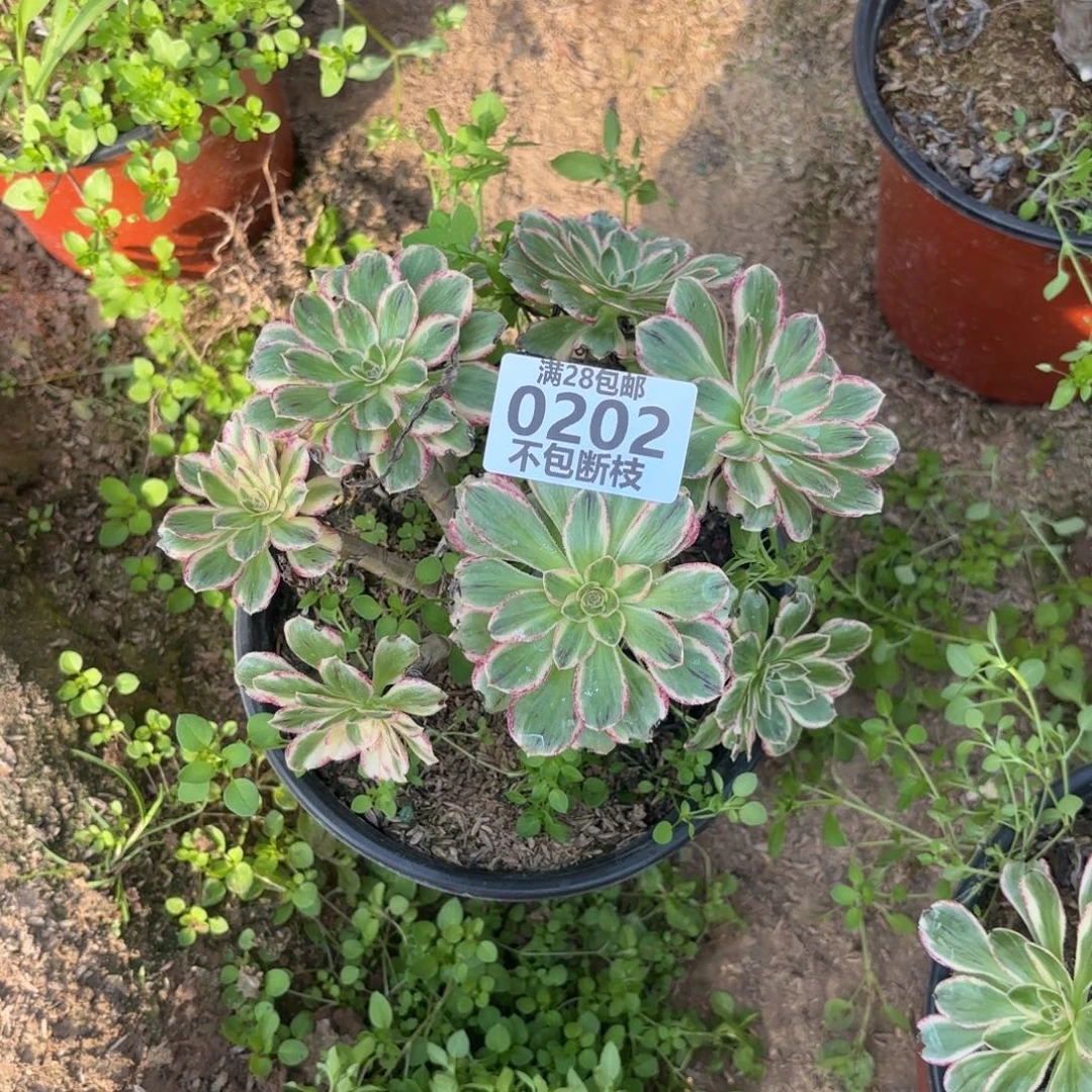 X. 202微锦锦多肉baaed