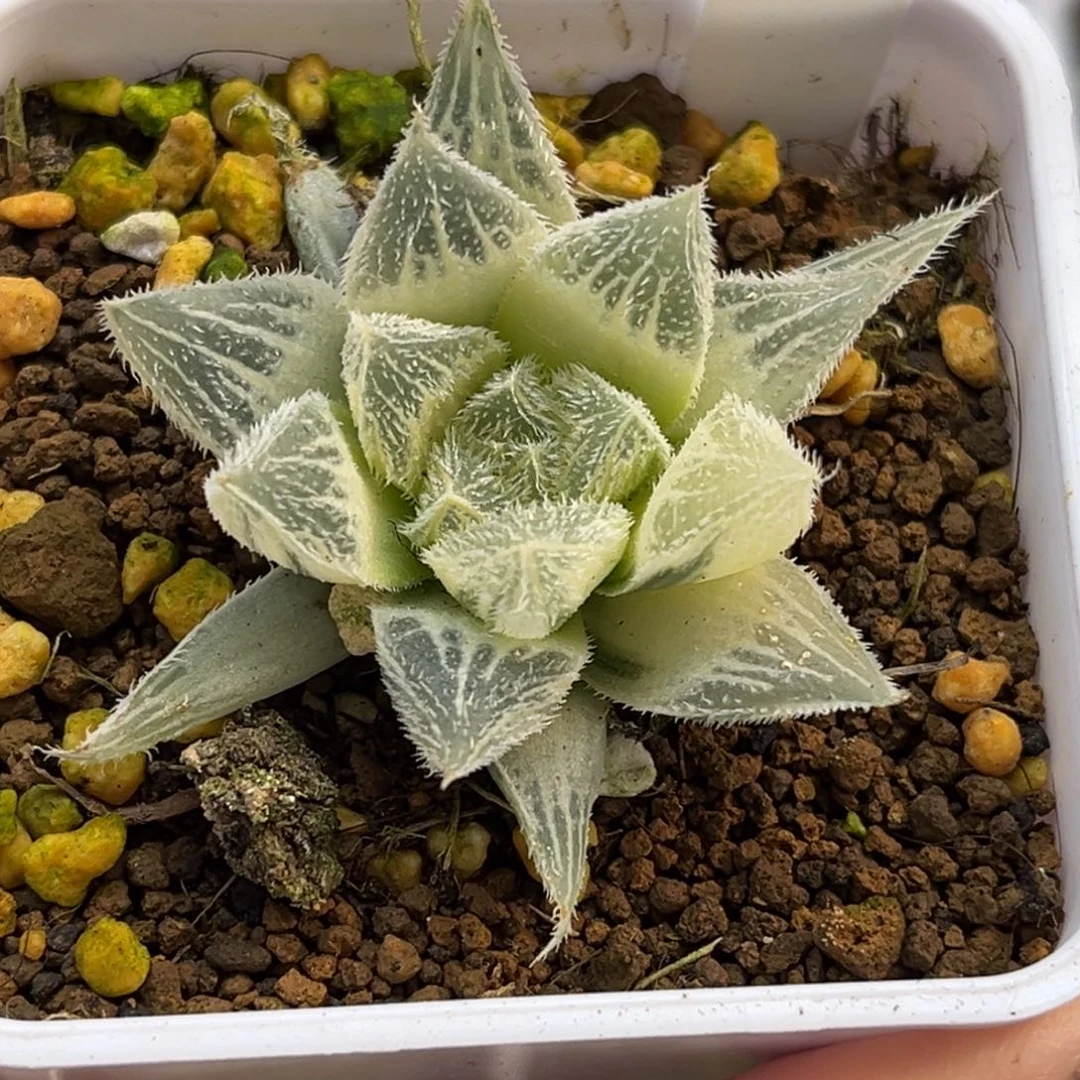 73糊斑绘卷锦福利专场