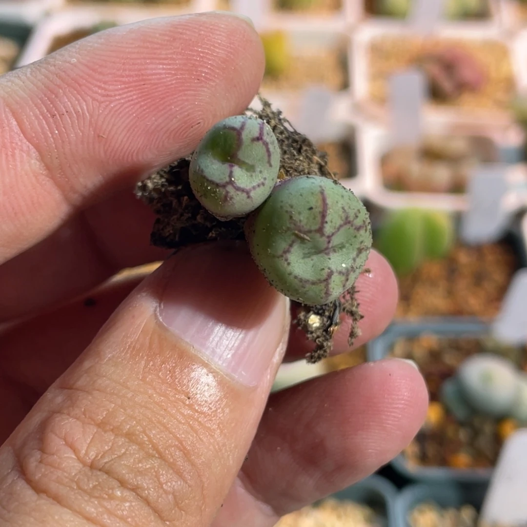 开播福利猴脸双头植物一物一拍