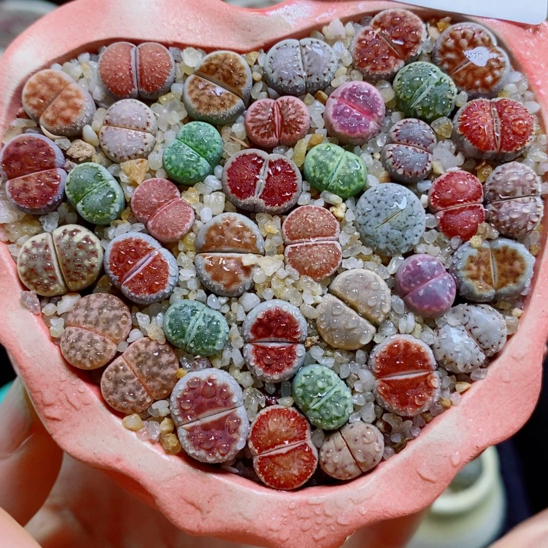 生石花花花花花花花457