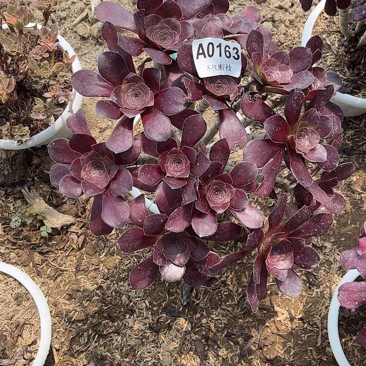 163巫毒多肉法师不包断枝