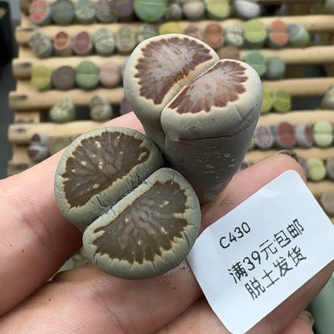 430一颗腿长介意勿拍