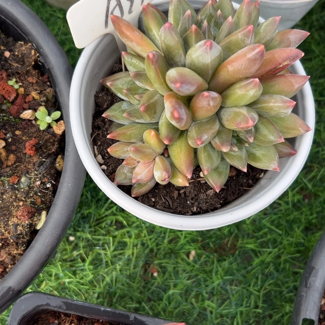 重楼多肉植物保护研究所