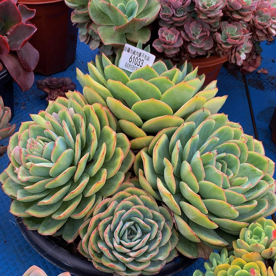 大****山晨露61033多肉多肉