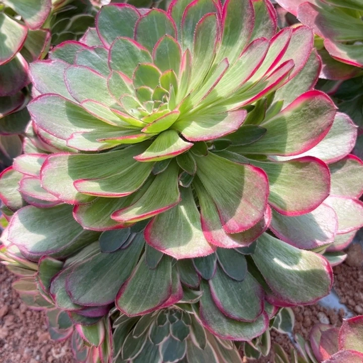 粉花妖量拍多肉植物