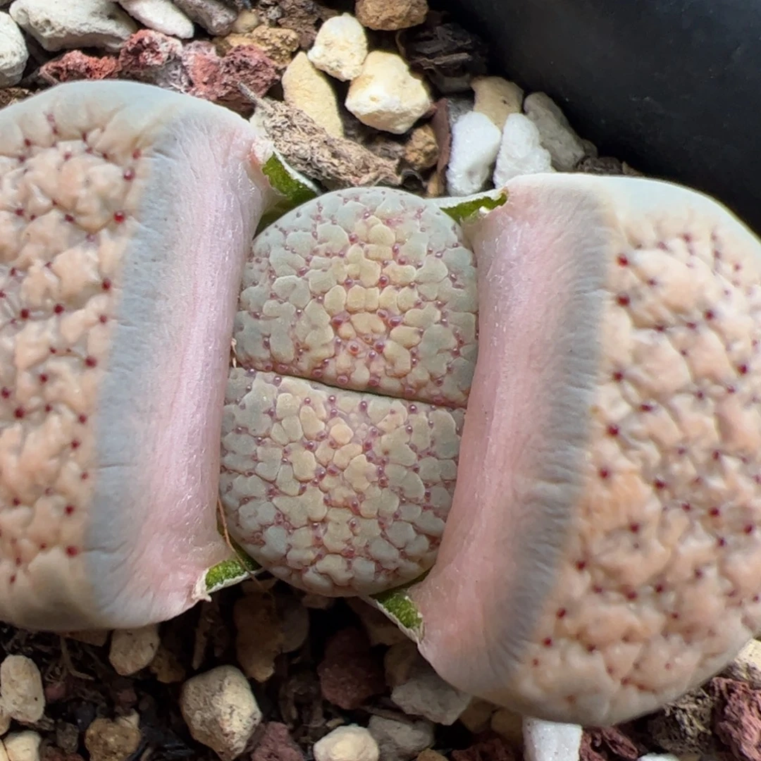 0457号朝贡 多肉植物