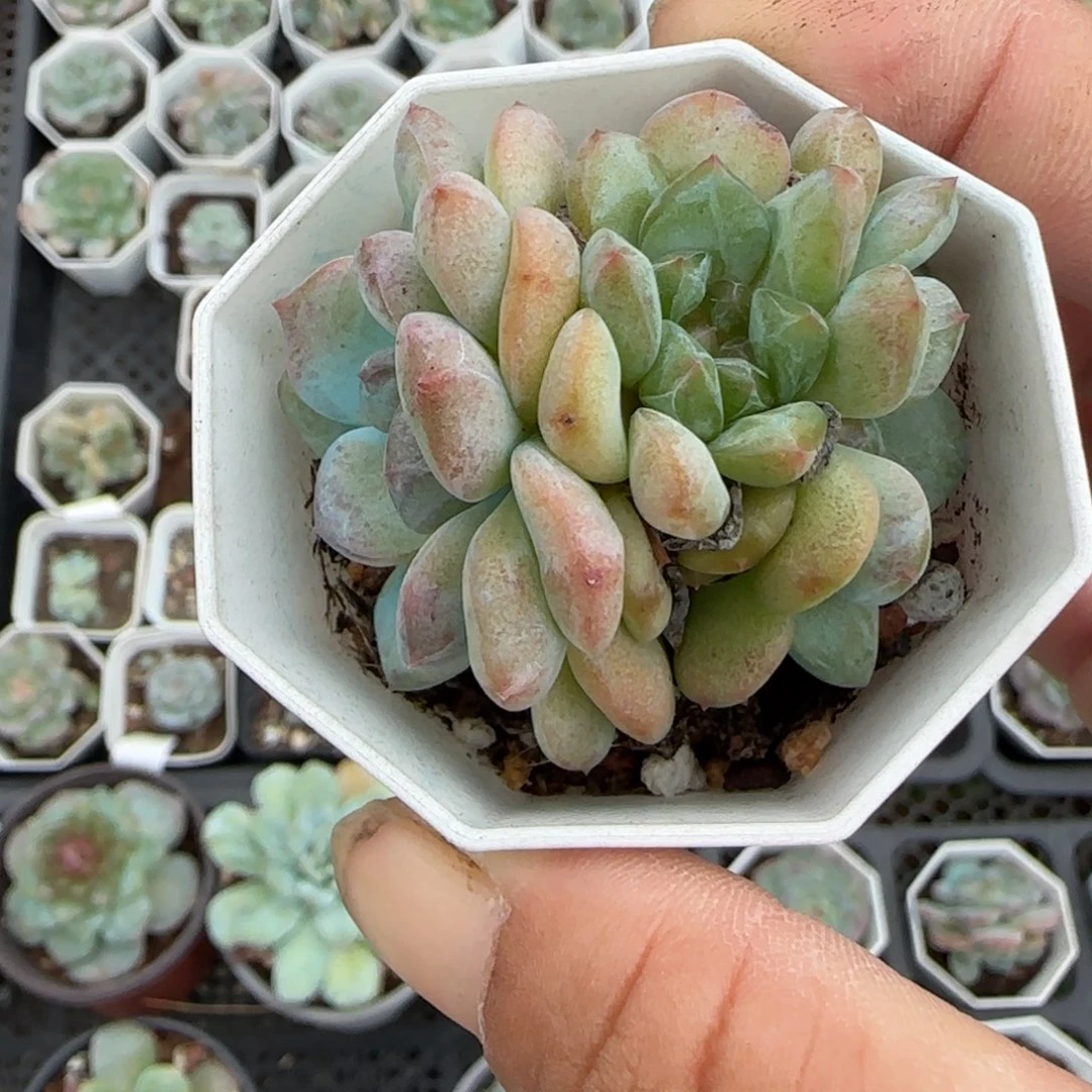 小卡拉米糖心一物一拍