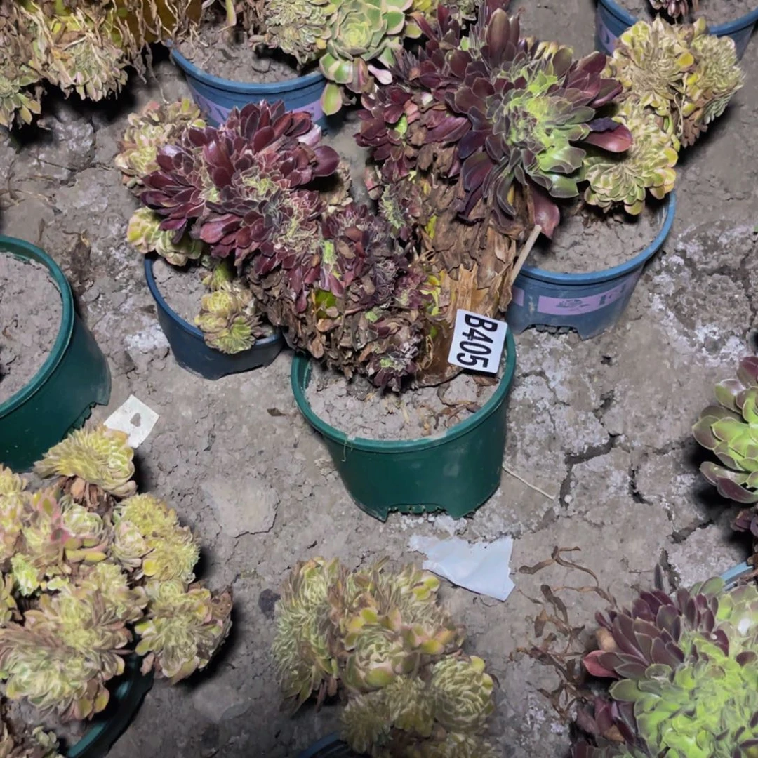 欧若拉法师28///40包邮