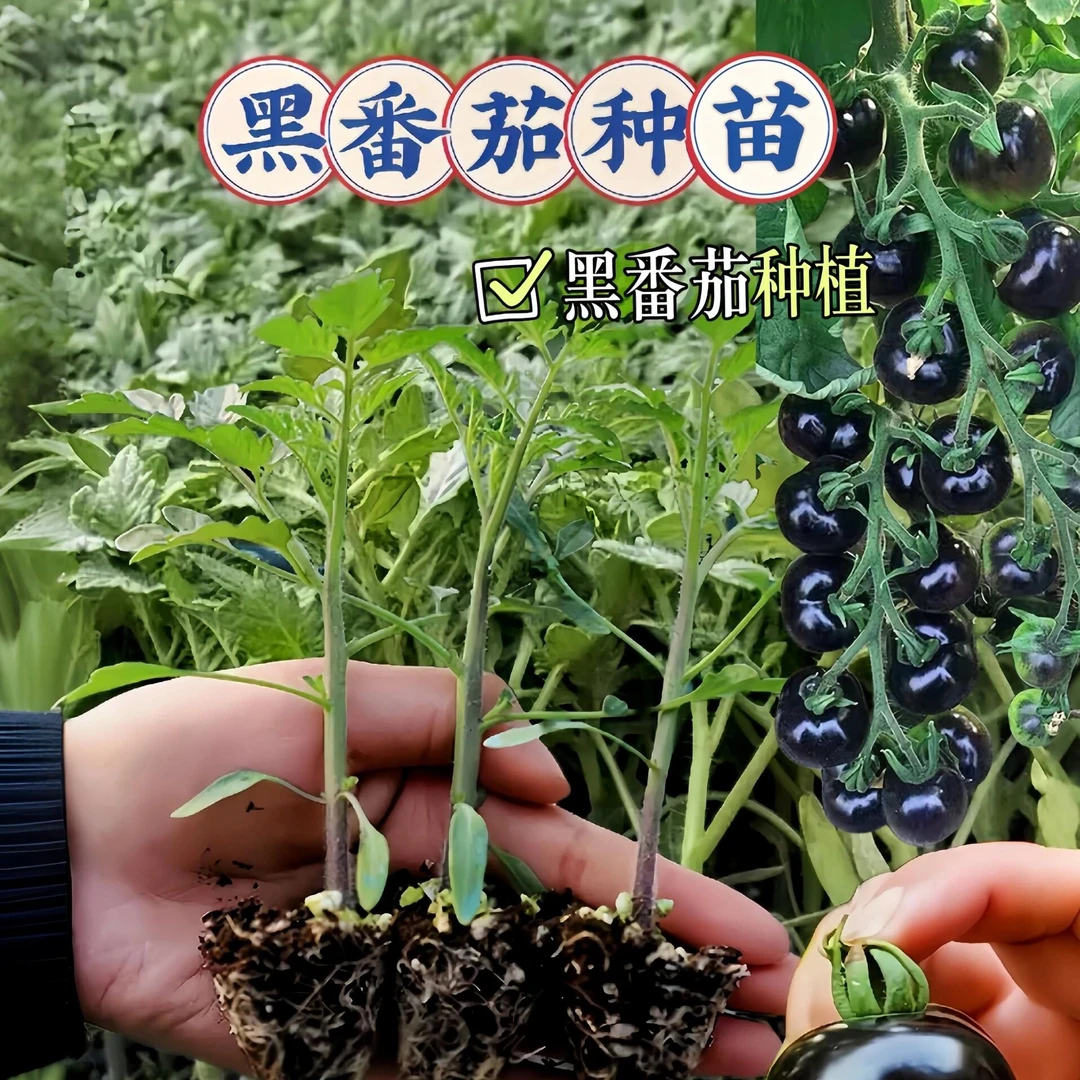 【黑骑士番茄苗】黑番茄种苗庭院阳台盆栽番茄苗西红柿苗四季结果