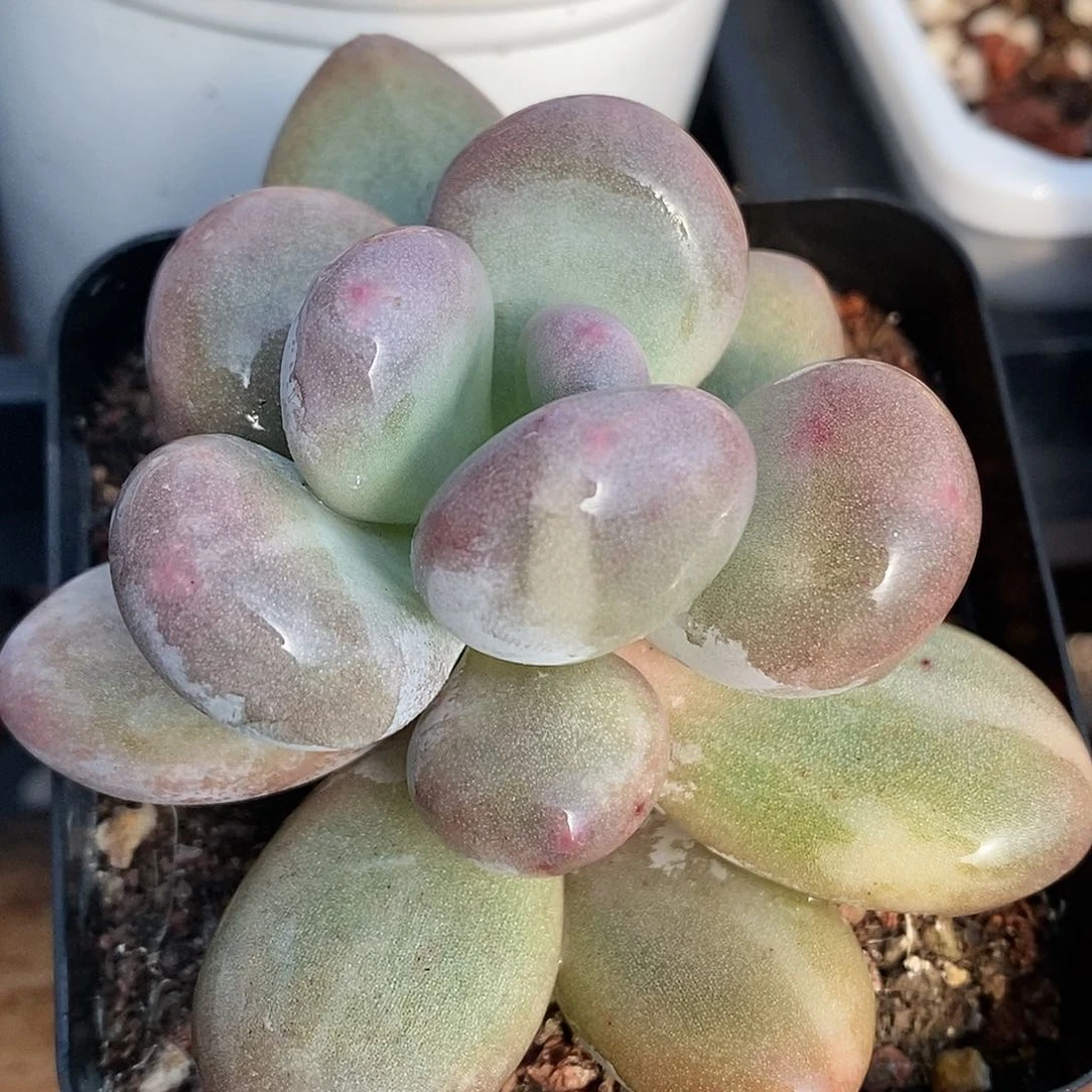 大叶奶酪锦 小方花圃一物一拍