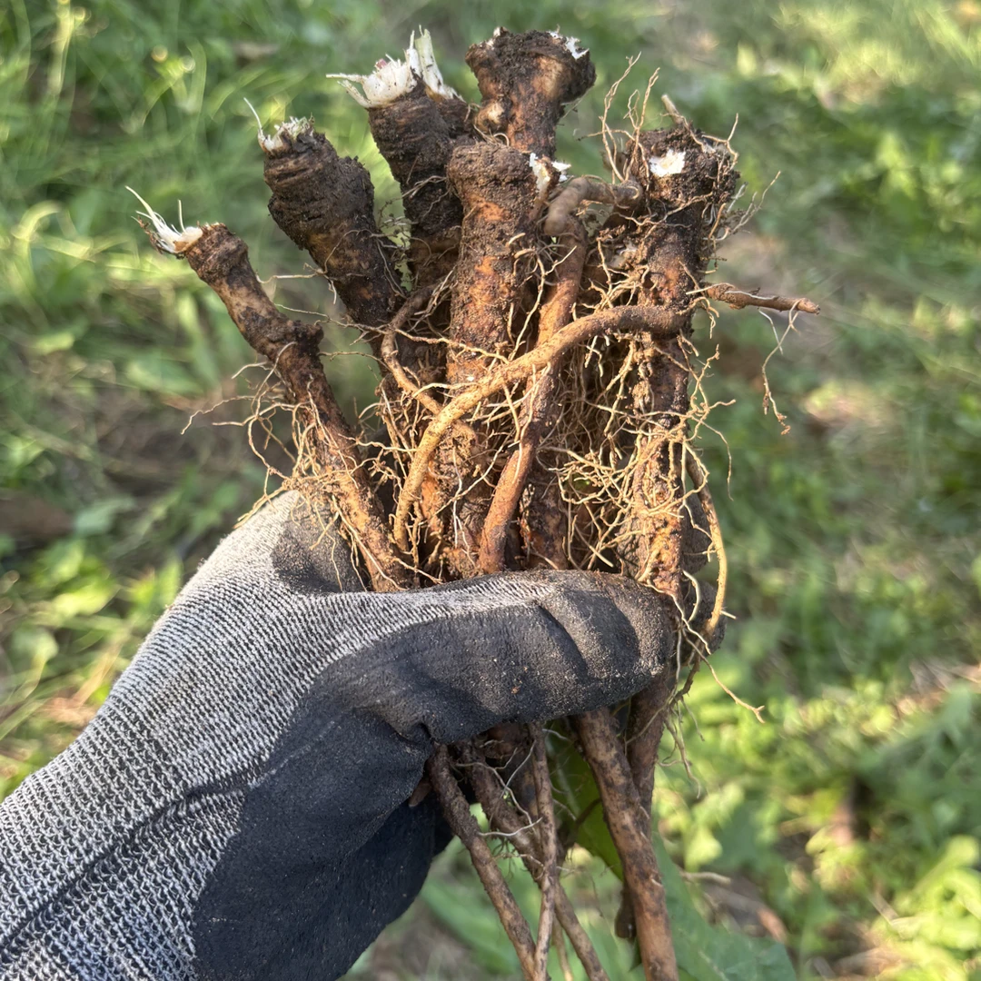 东北新鲜现挖婆婆丁蒲公英根没洗大小都有