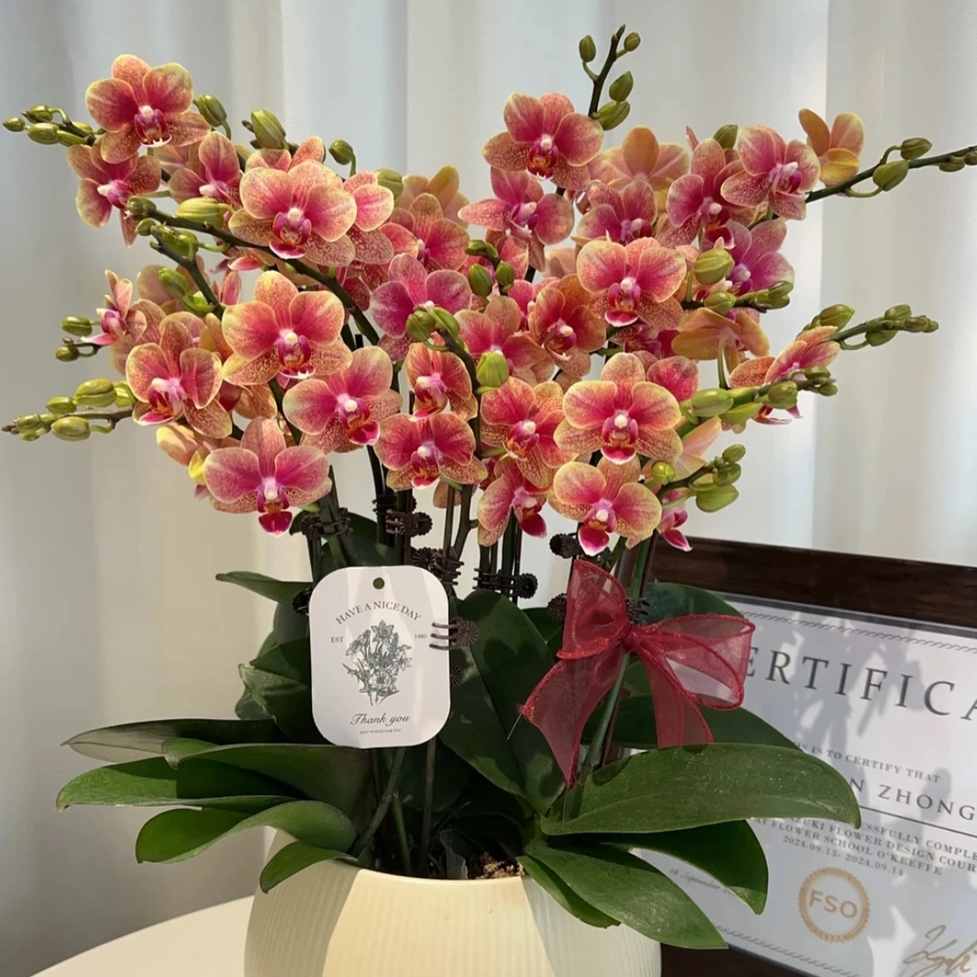 （金蝶）聚宝盆蝴蝶兰高级室内绿植盆栽