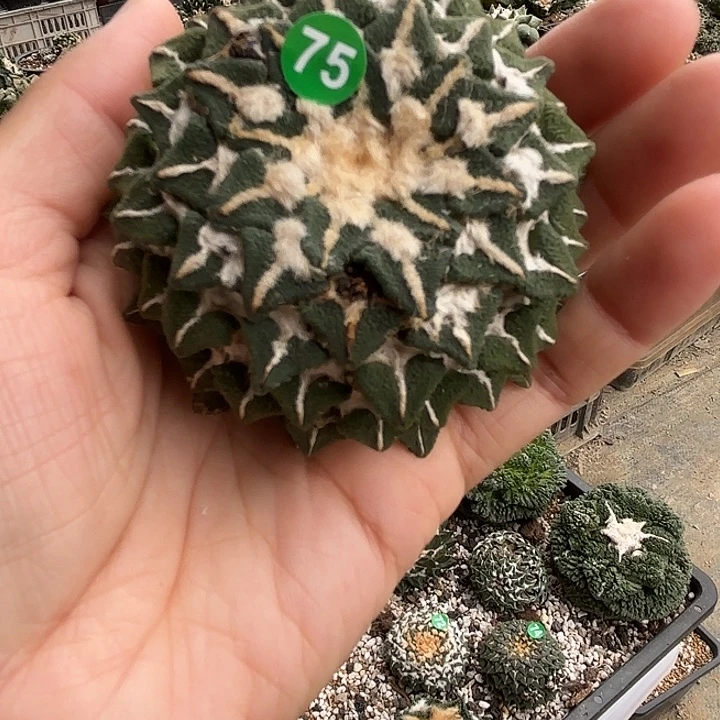 袖蒲苗接落地仙人球75