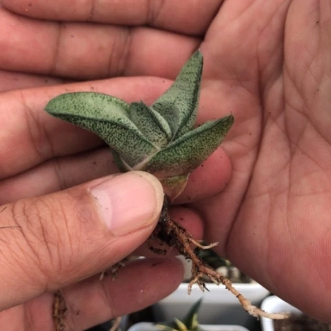 白肌旋转蜗牛蜗牛