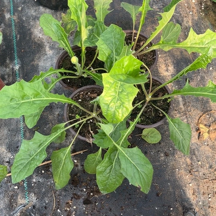 无花朵高杆非洲菊芭比四棵
