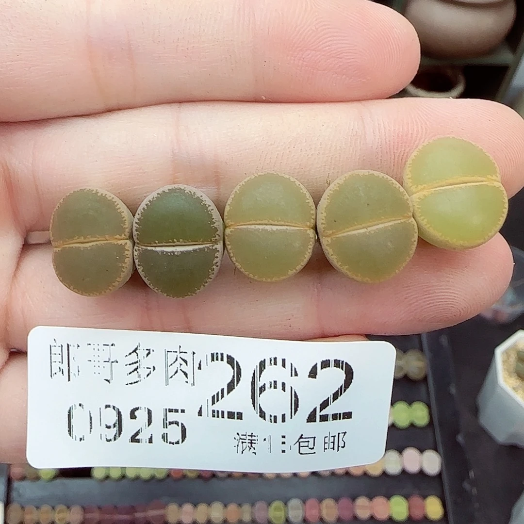 满满18包邮0925-262