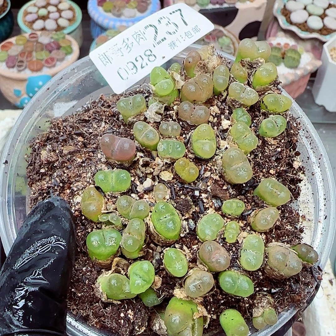 生石花满18包邮0928-237