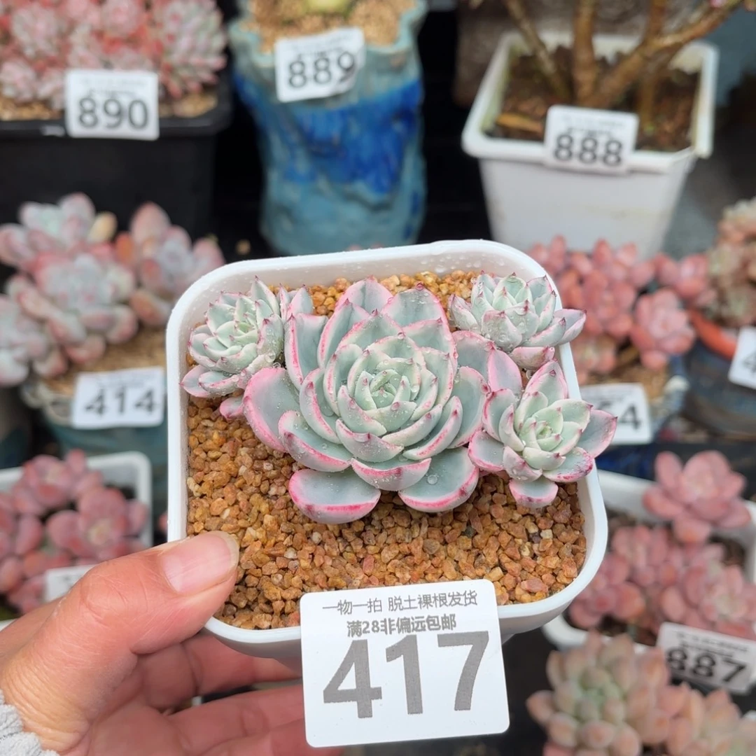 奶油黄桃锦无盆土发货