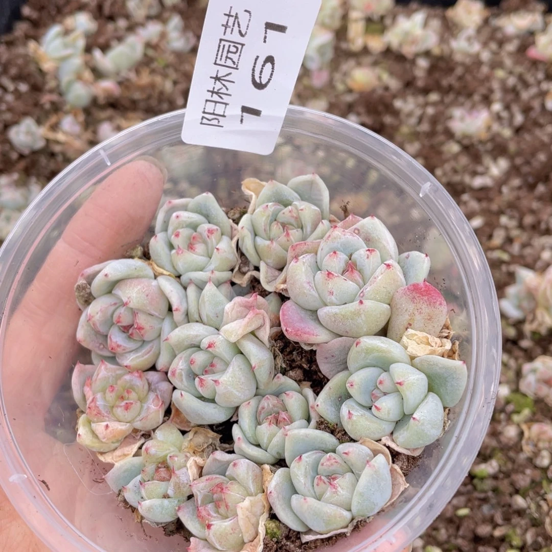 多肉植物多肉植物161