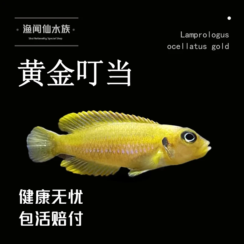 黄金叮当鱼三湖慈鲷卷贝坦鲷斑马贝黄帆天堂鸟棋盘凤凰鱼好养耐活