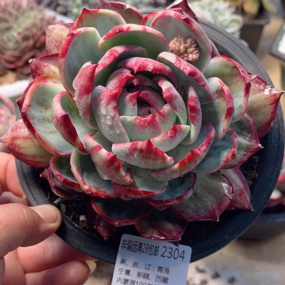 【闪购商品】往**风2304惊鸿