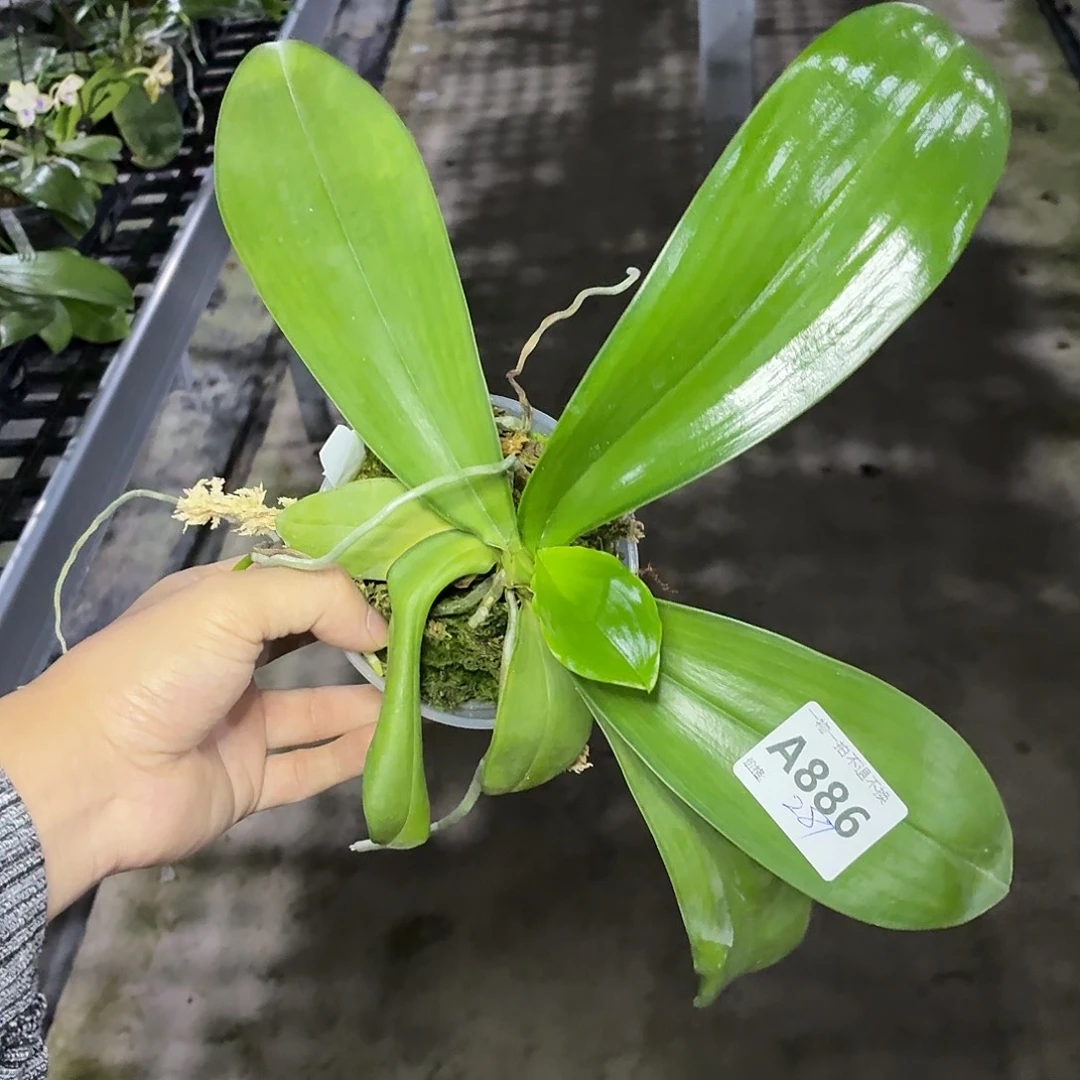 当前无花朵，栽培后可花朵A886yss1208象形文字交玛丽