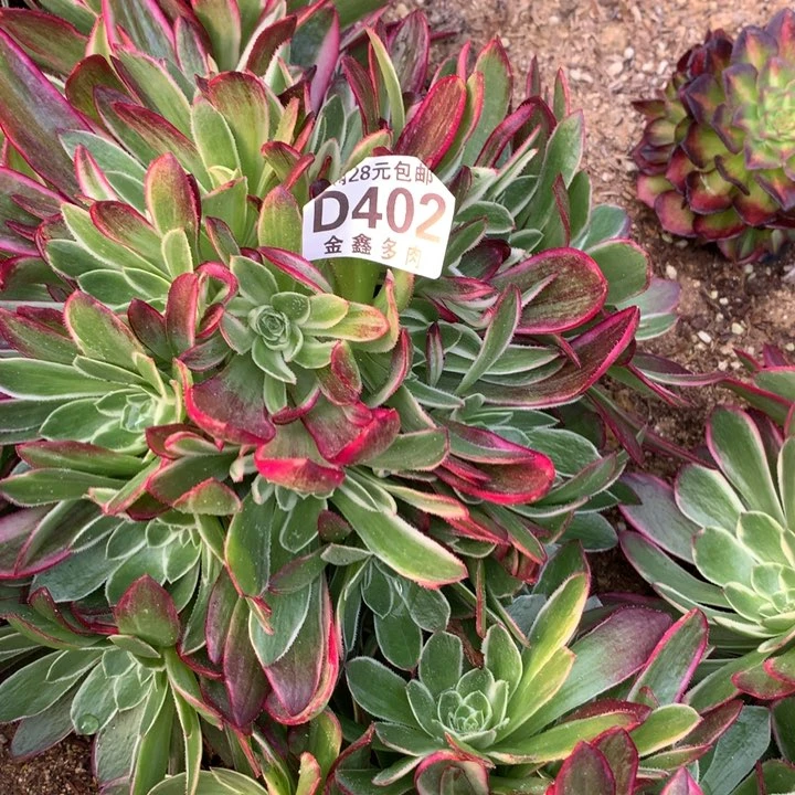 402多肉植物一物一拍