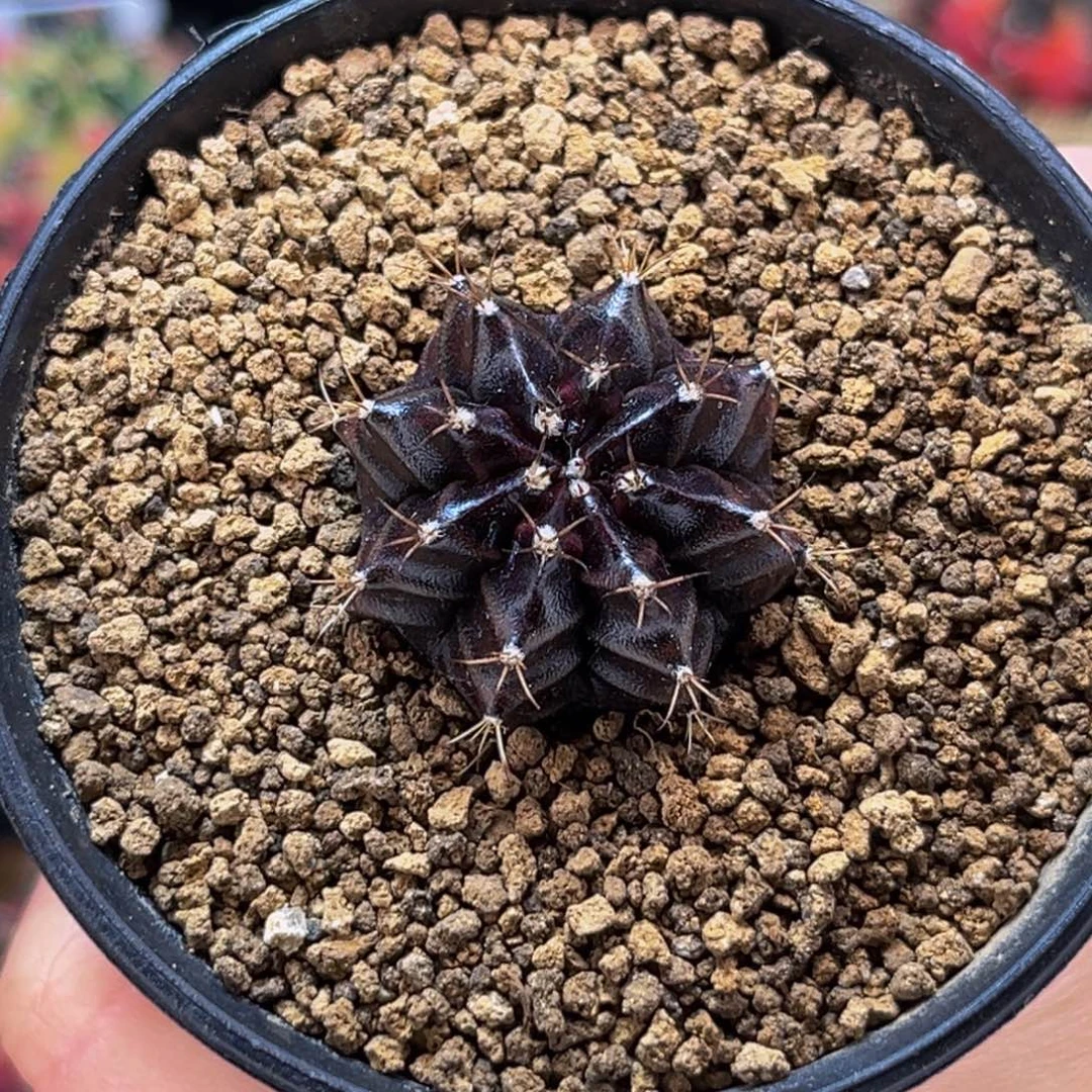 黑寡妇 实生优选 米哈仙人球