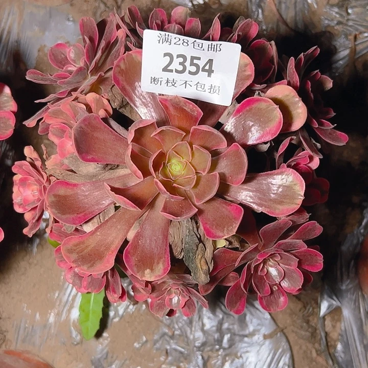 2354爱神多肉植物保护