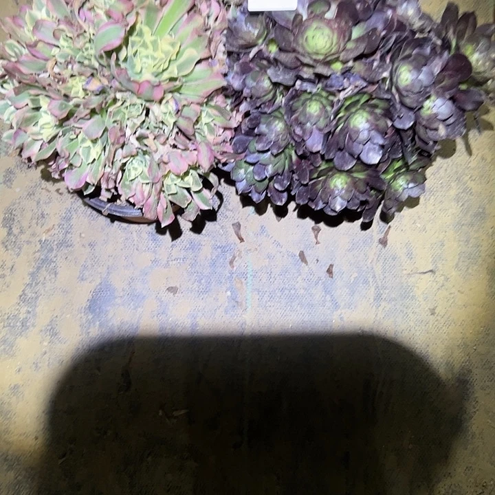 蓦**首多肉法师植物链接79