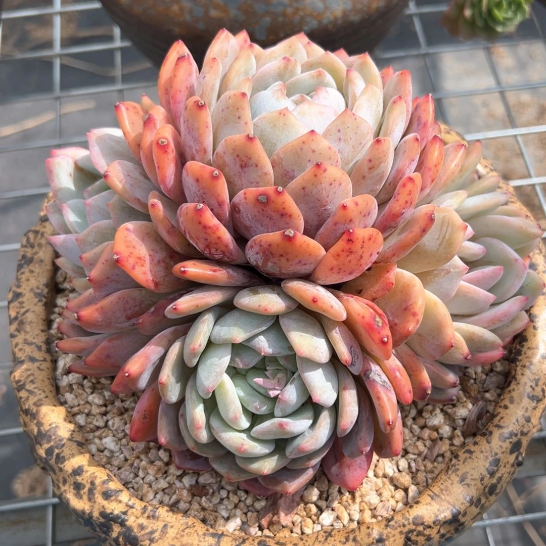 橙梦露（满38包邮）多肉