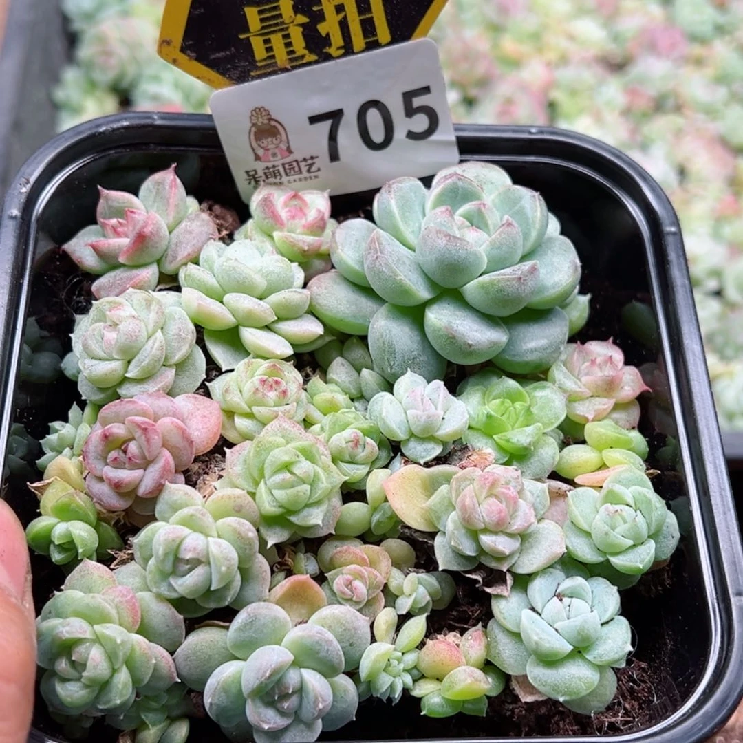 多肉植物多肉植物