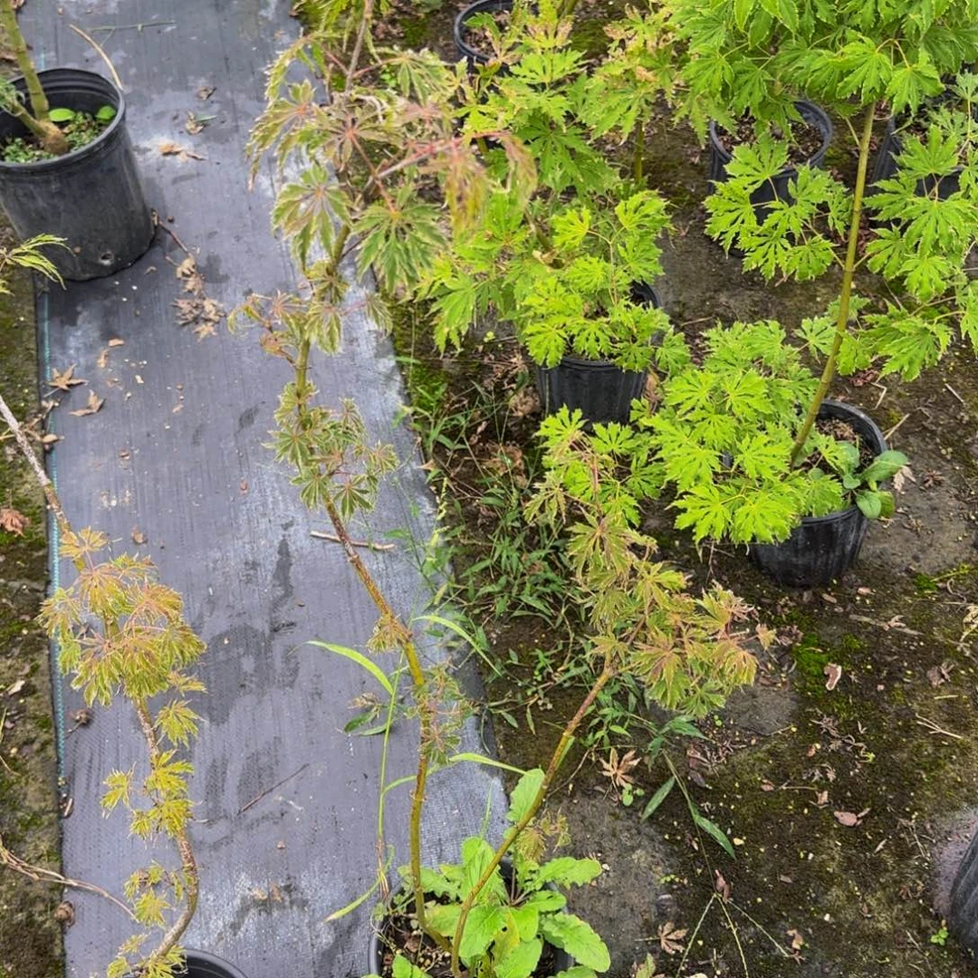 无花朵各种各样的品种风没事给
