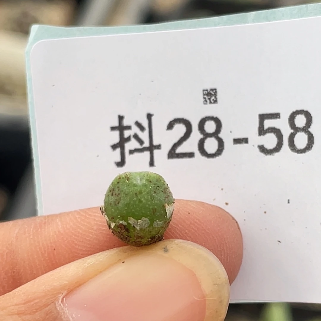 28-58猪蹄多肉植物