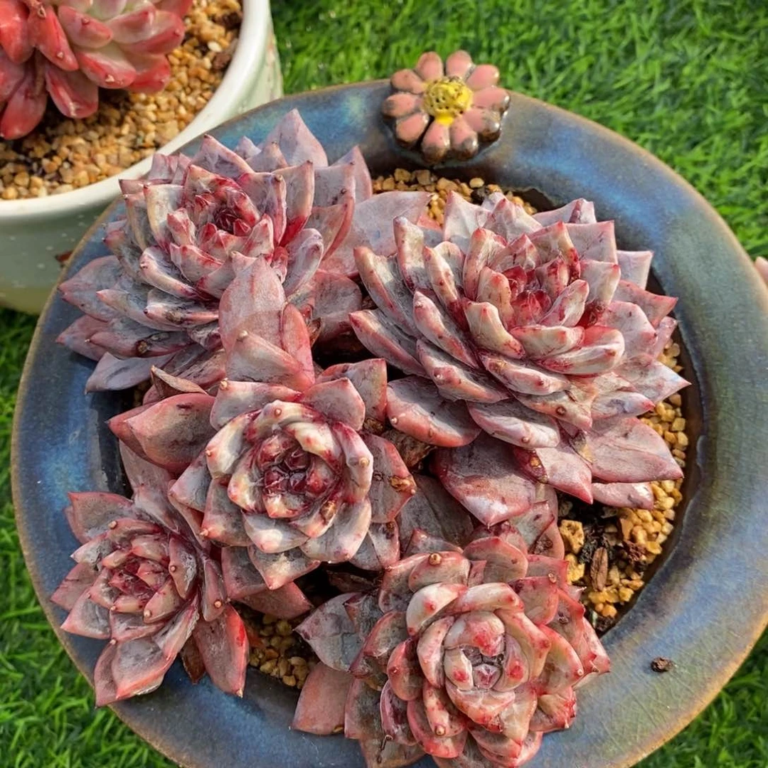 粉蓝鸟群生，石化溏心