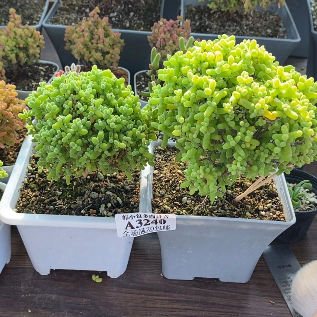 M***Y金橘糖球组合3240枝干番杏