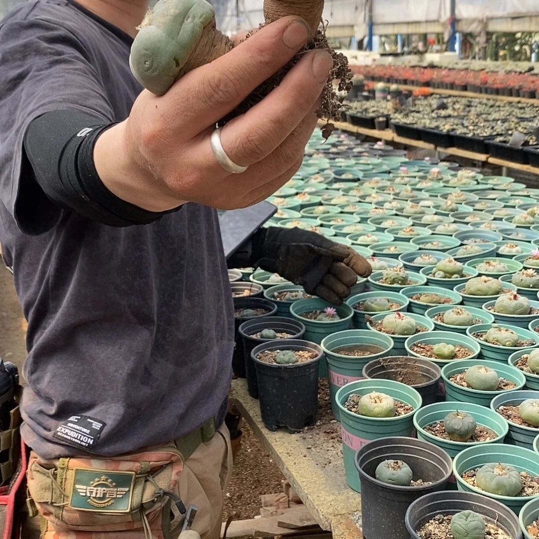 4-5公分草球2颗。