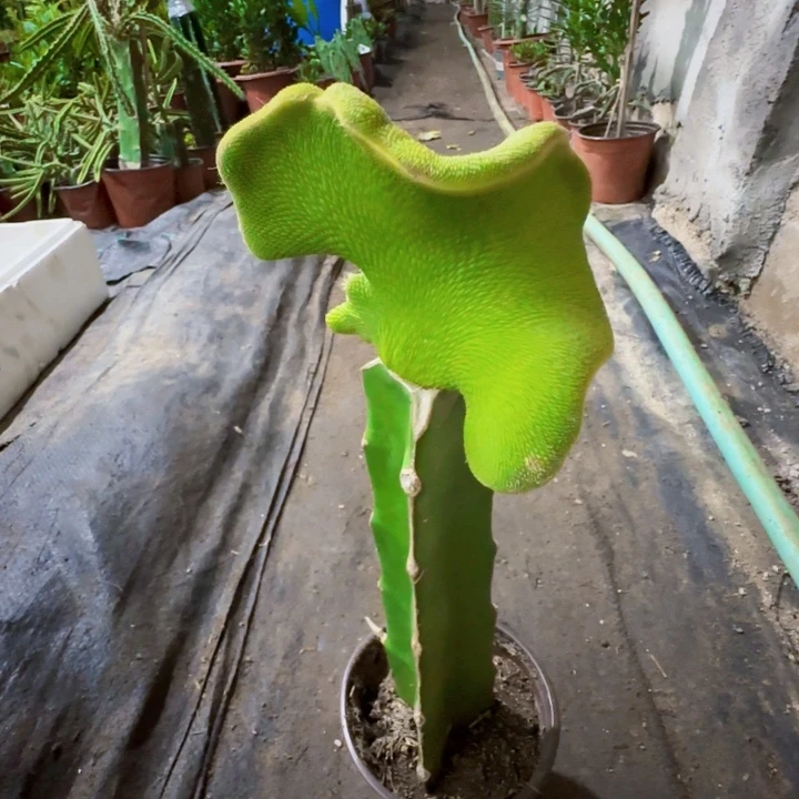 平***安无花朵青蛇一棵328号