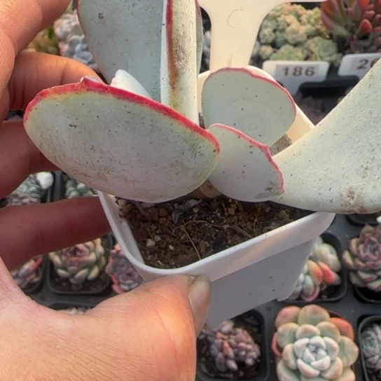 228白眉多肉植物的