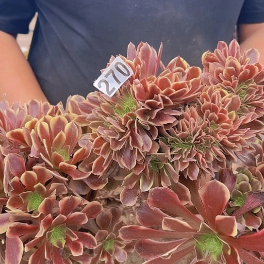 破***帝多肉植物一个欧嘉莉