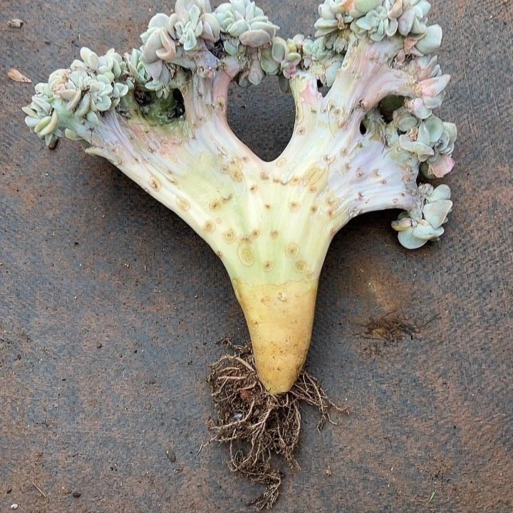 超大可爱玫瑰群生缀化