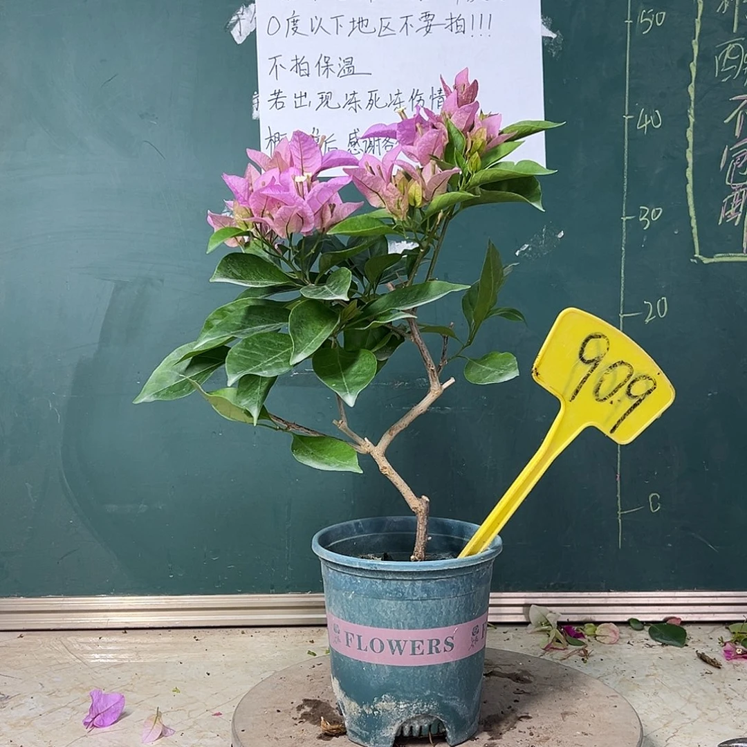 完全开放  新加坡大宫粉  909