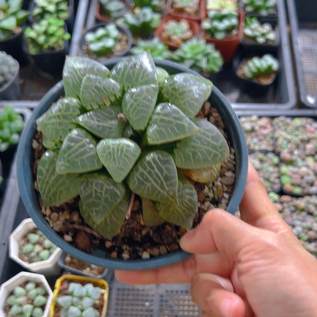 *****加仑盆丸叶水晶康平母本